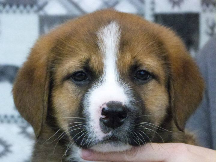 chinook puppy